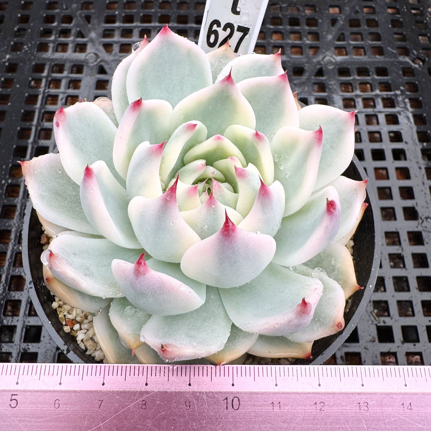 吉娃娃锦  覆轮锦 肉肉多肉植物小盆栽绿植花卉 锦 一物一拍！