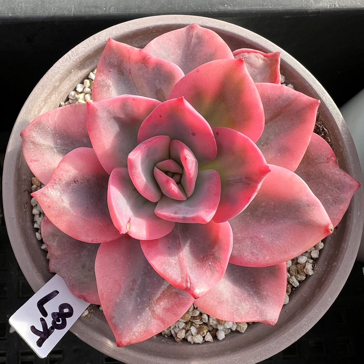 哈利沃森锦  肉肉多肉植物小盆栽绿植新手花卉 一物一拍!