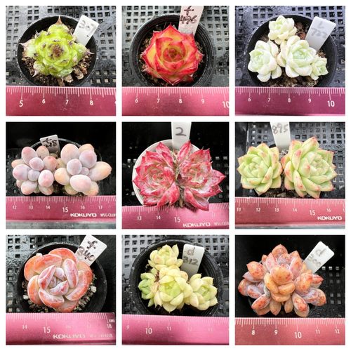 小精品合集精控小颗肉肉多肉