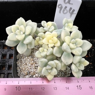 一物一拍 肉肉多肉植物小盆栽绿植新手 不包整 丸叶姬秋丽锦