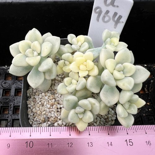 丸叶姬秋丽锦不包整肉肉多肉植物