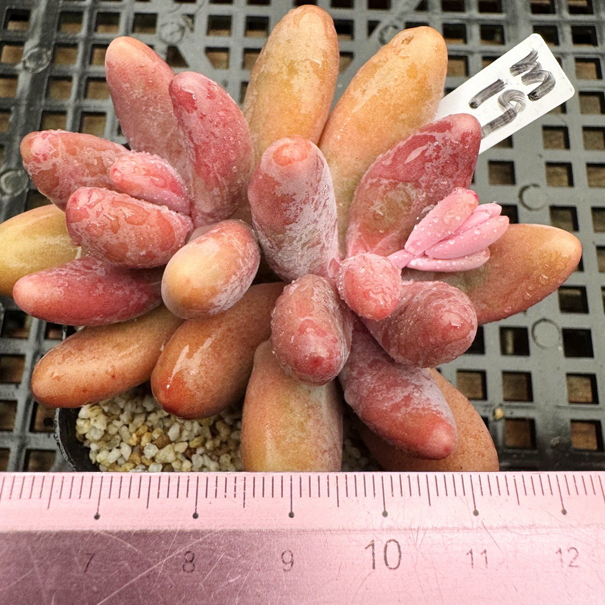 红手指  经典品种 肉肉多肉植物盆栽绿植新手花卉 一物一拍 6cm盆