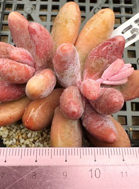 红手指  经典品种 肉肉多肉植物盆栽绿植新手花卉 一物一拍 6cm盆