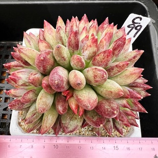 岩字 有根 多肉植物多肉盆栽花卉绿植 一物一拍！