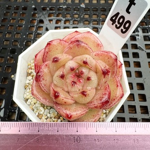 植物肉肉盆栽 M100 6cm盆 叠叶水晶多肉 一物一拍 胖胖叶片多肉