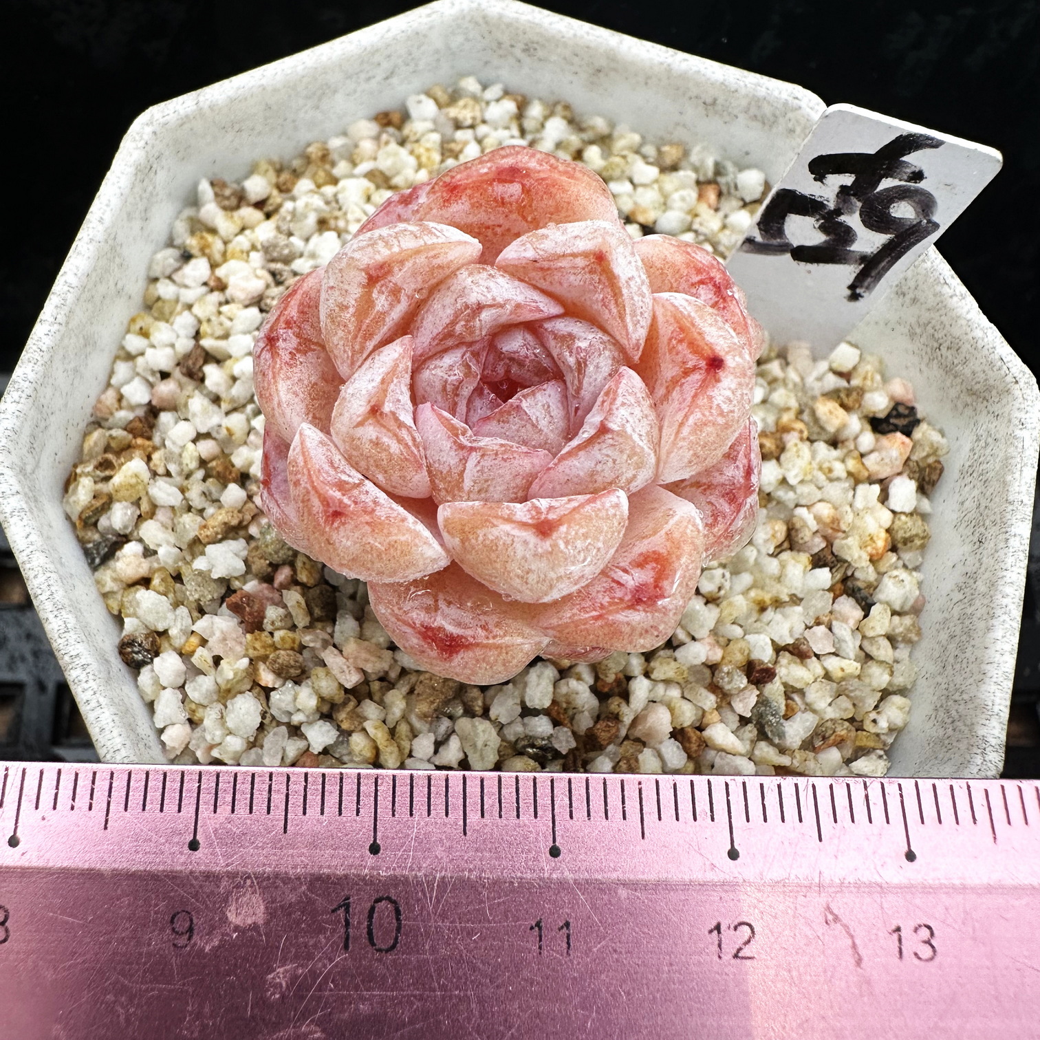 雪颜糖心冰透肉肉多肉植物