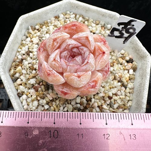 雪颜糖心冰透肉肉多肉植物