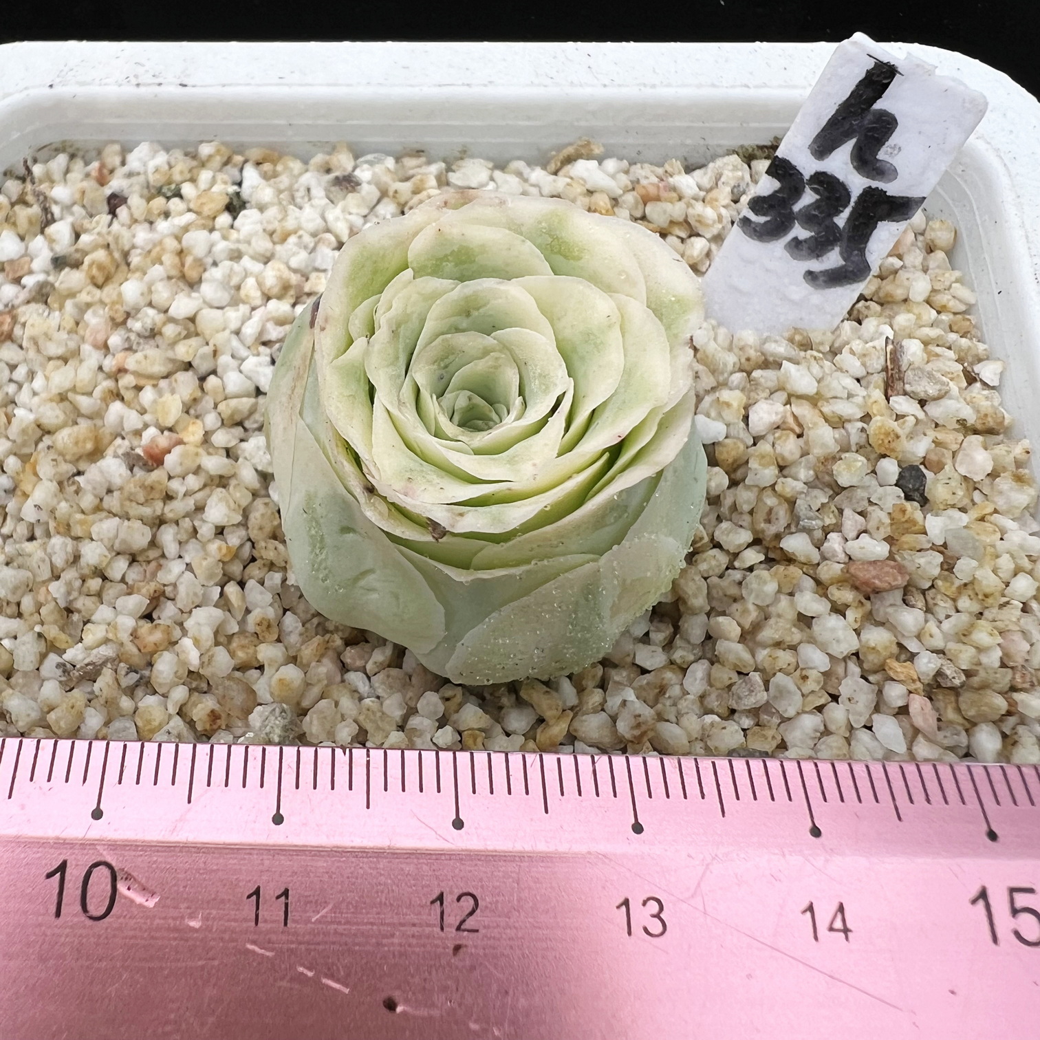 酒杯玫瑰锦   肉肉多肉植物小盆栽绿植新手  一物一拍!