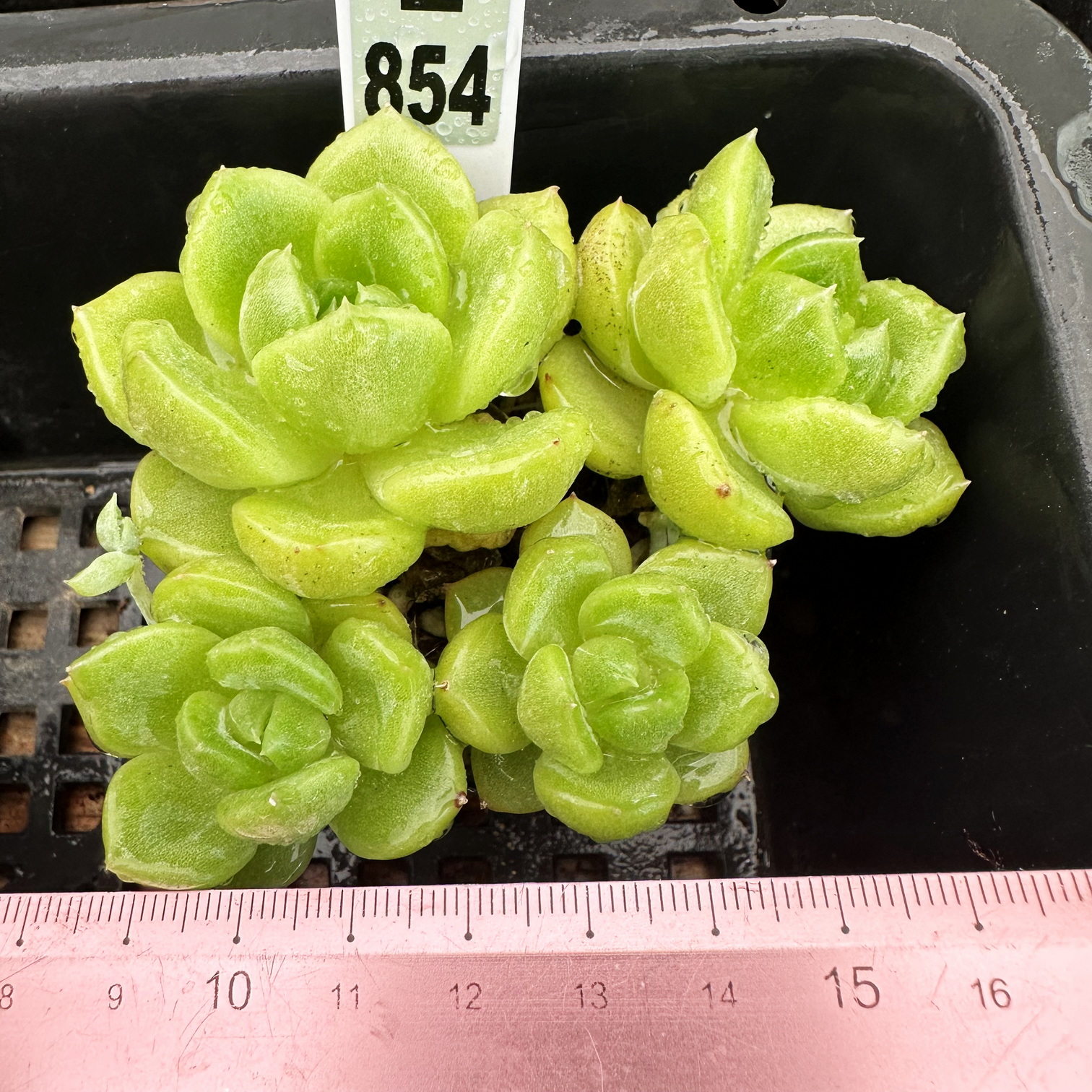 比耶拉珍妮暗纹多肉植物盆栽