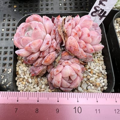 恩宠 格瑞斯 肉肉多肉植物小盆栽绿植新手花卉 一物一拍！