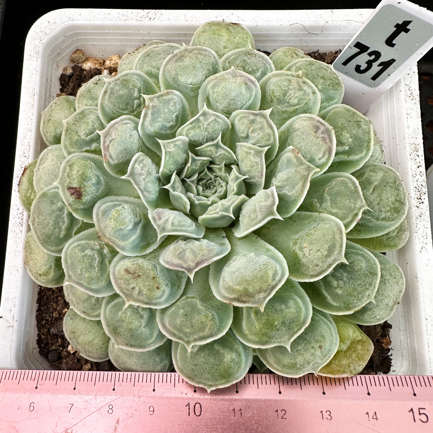 留财墨西哥之泪肉肉多肉