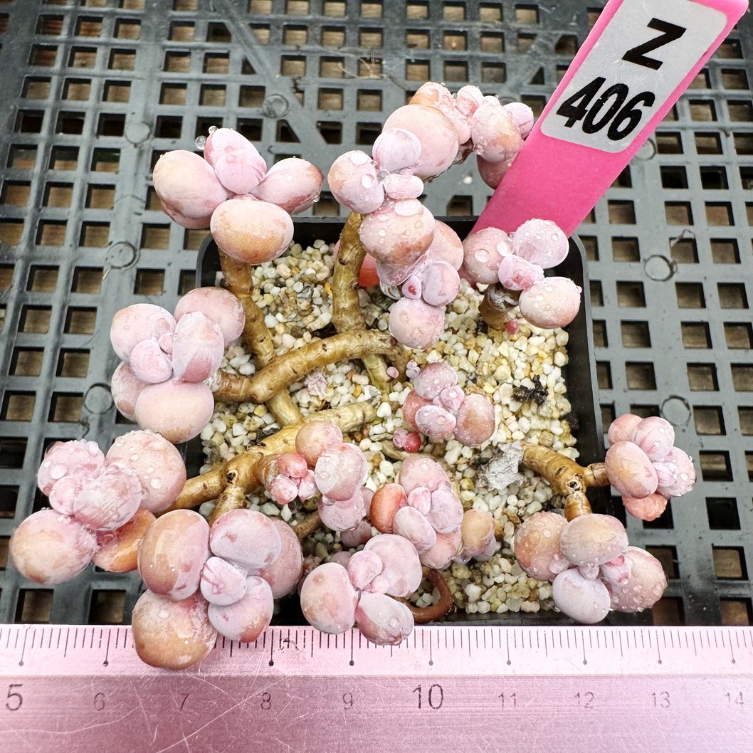 腰子蛋 老桩群不包整 肉肉多肉植物盆栽绿植新手花卉  一物一拍