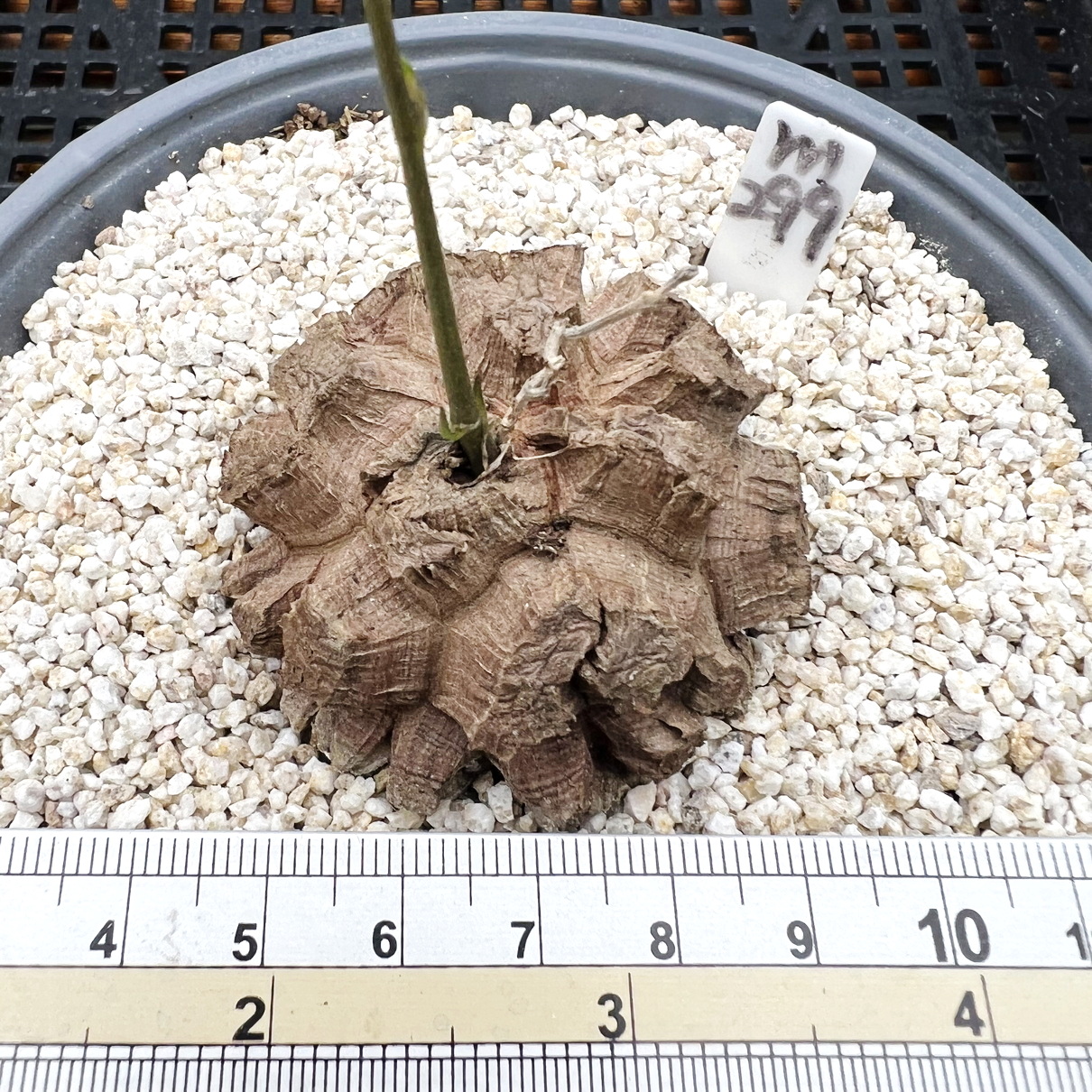 龟甲龙块根肉肉多肉植物