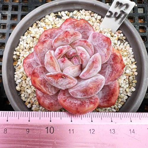 超级星影石榴籽红石肉肉多肉