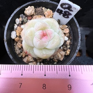 桃花珍妮 新品精控肉肉多肉植物盆栽绿植新手有根6cm盆 一物一拍