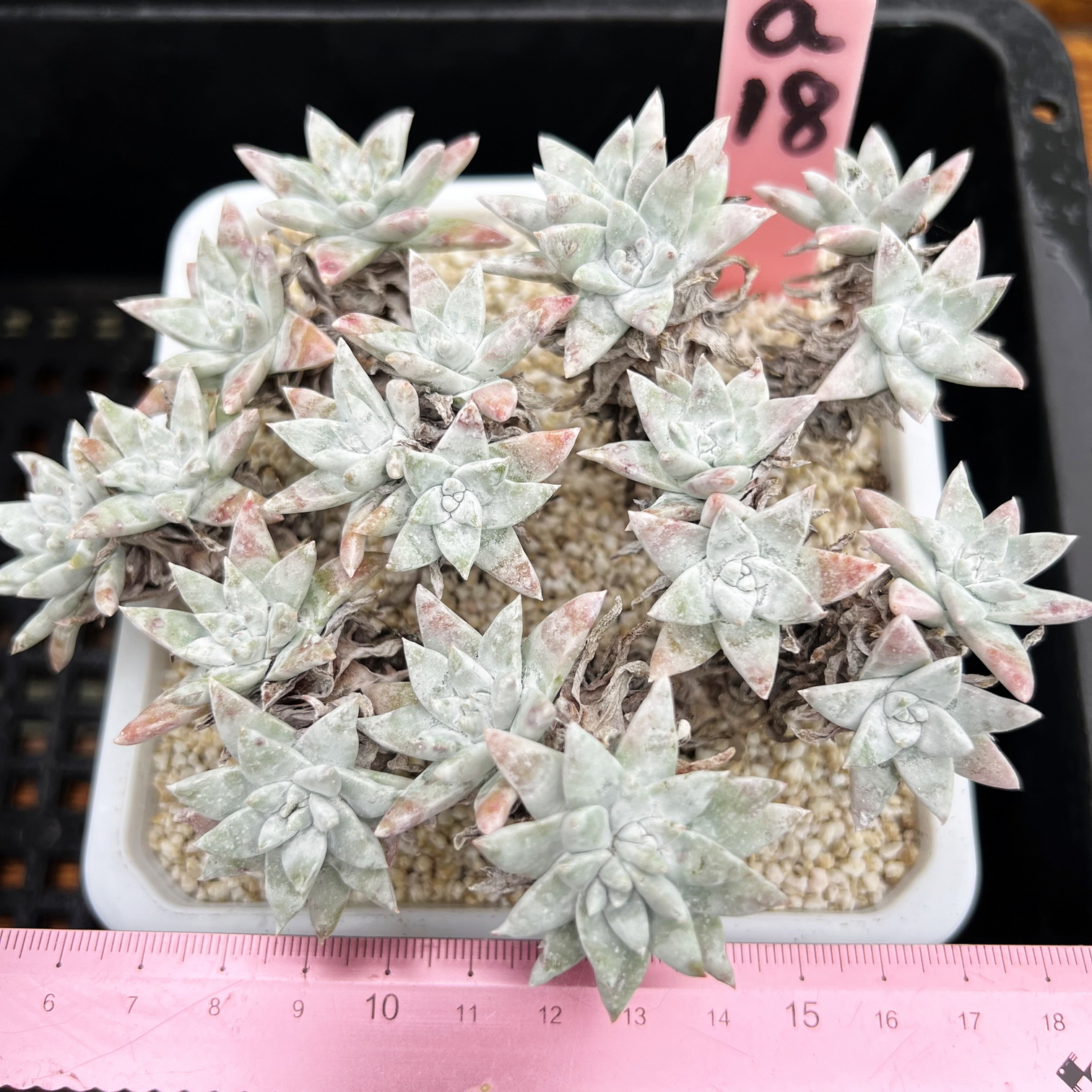 丸叶白菊  老桩  肉肉多肉植物小盆栽绿植新手仙女杯  一物一拍！