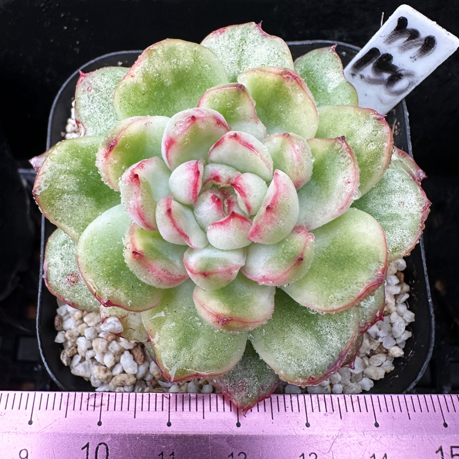 冰天使锦多肉植物盆栽