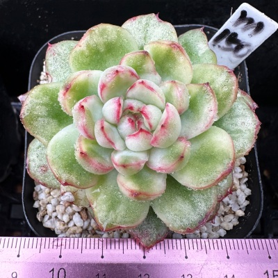 冰天使锦多肉植物盆栽