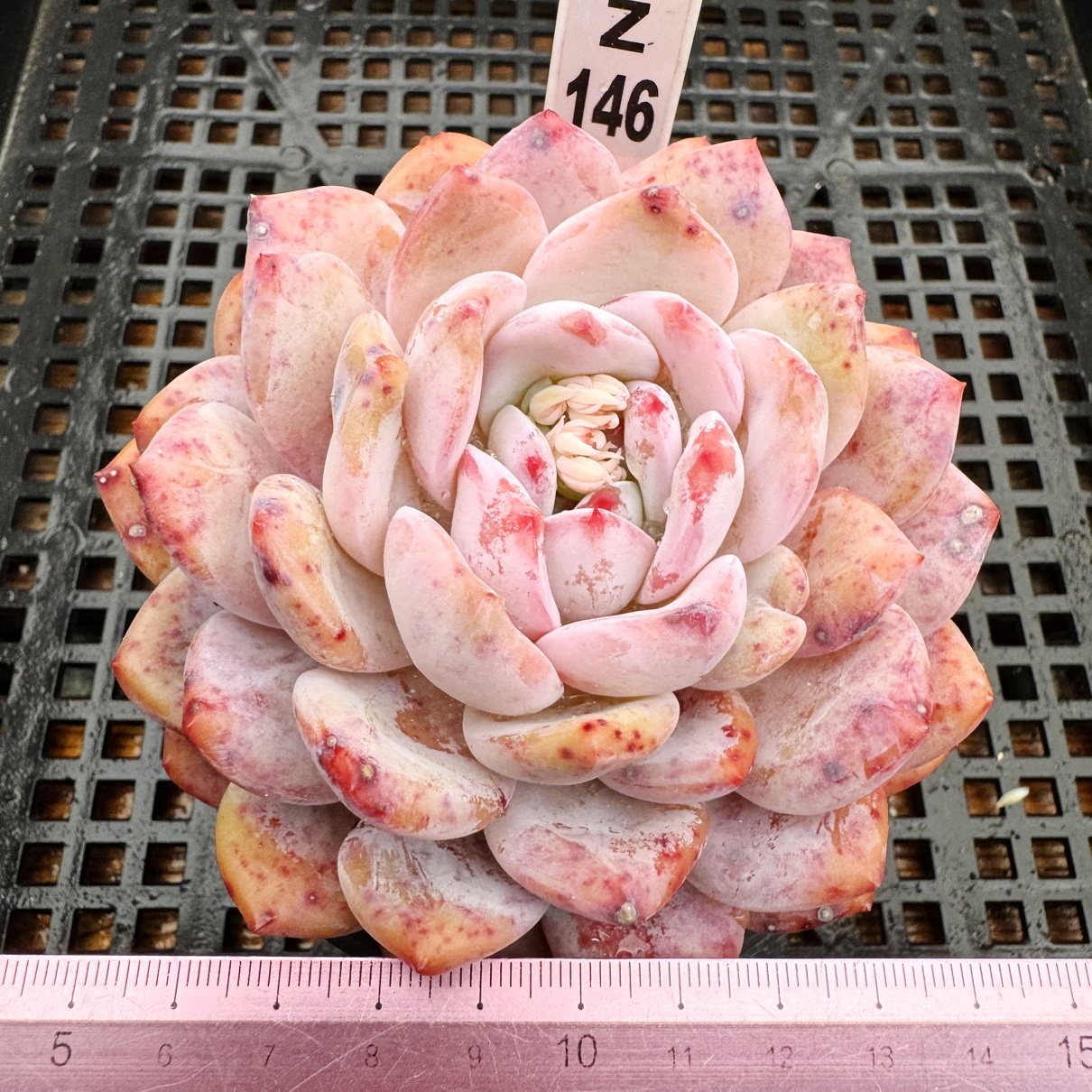 橙梦露 母本老桩 优选基因仙女橙15cm盆多肉植物盆栽绿植一物一拍