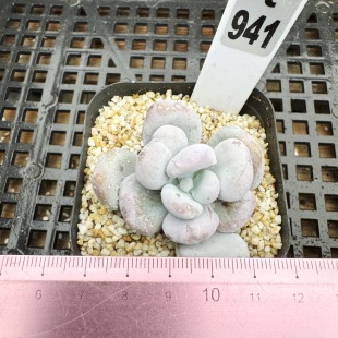 油煎 石化锦肉肉多肉植物小盆栽绿植新手 一物一拍 砍头群6cm盆