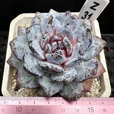 玉龙雪山暗纹带粉9cm盆多肉