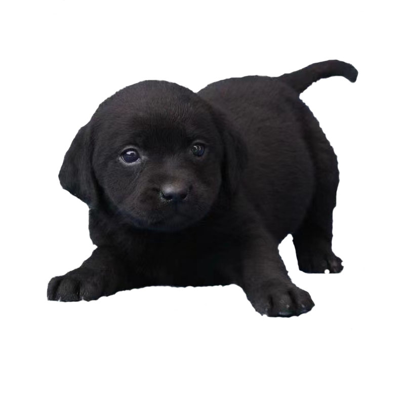 小黑狗幼犬田园短毛纯黑中小型听话好养健康活泼看家看唐护院土狗
