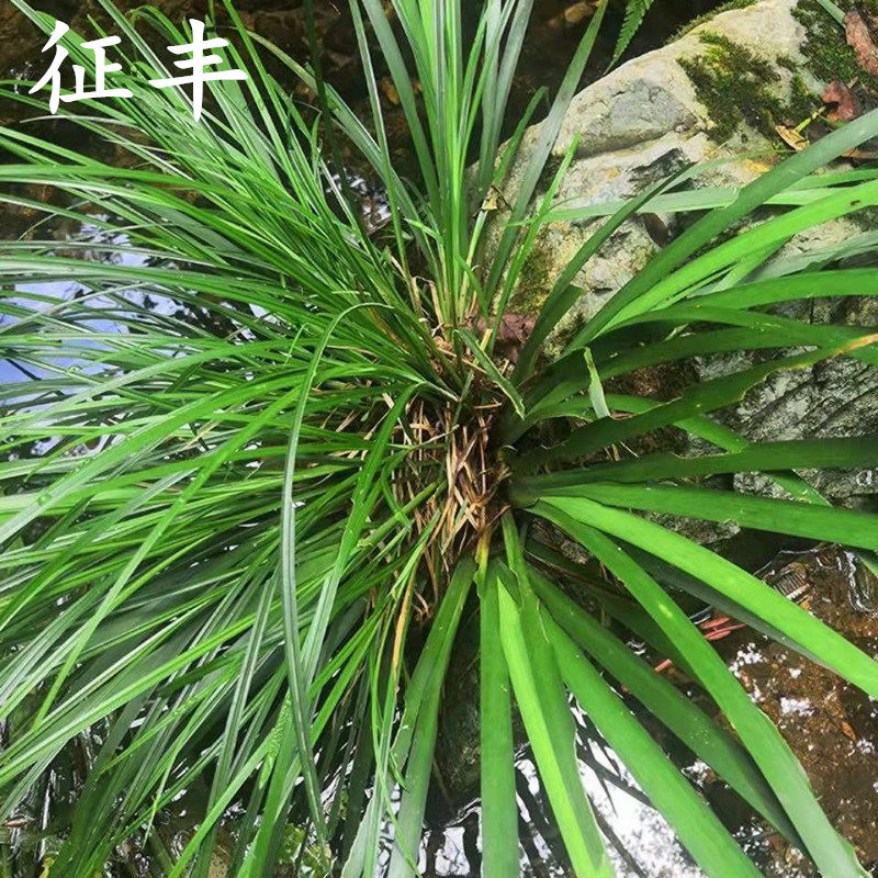新鲜石菖蒲龙根菖蒲中药材附石生菖蒲草可水培土养做盆景按窝卖
