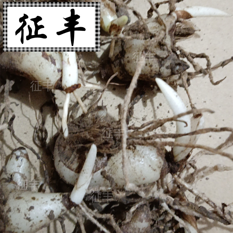 新鲜现挖白芨 白芨种芽正宗三叉白芨可种植 盆栽种苗500g包邮