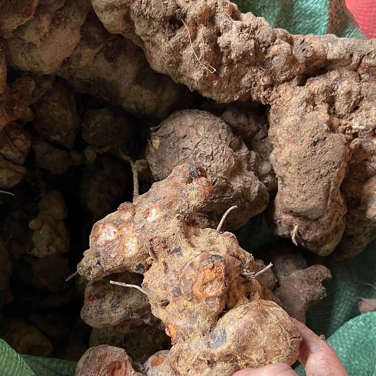 新鲜土茯苓硬饭头 土茯苓无硫干片10斤包邮