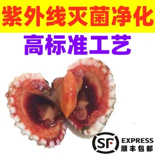 潮汕生腌血蛤顺丰包活三门温州血蚶 高品质紫外线灭菌净化顺丰