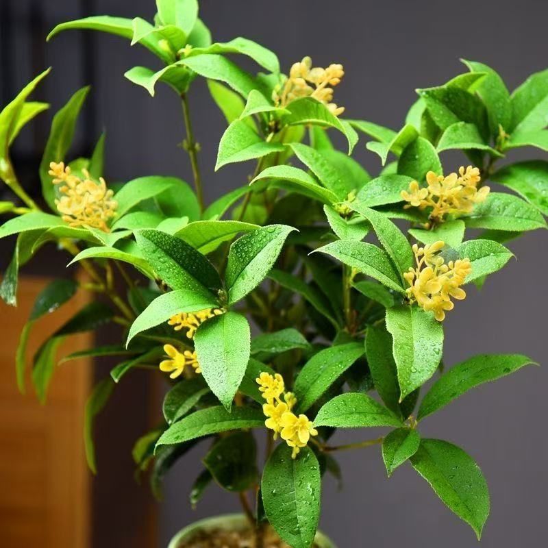 桂花树苗盆栽耐寒耐热绿植