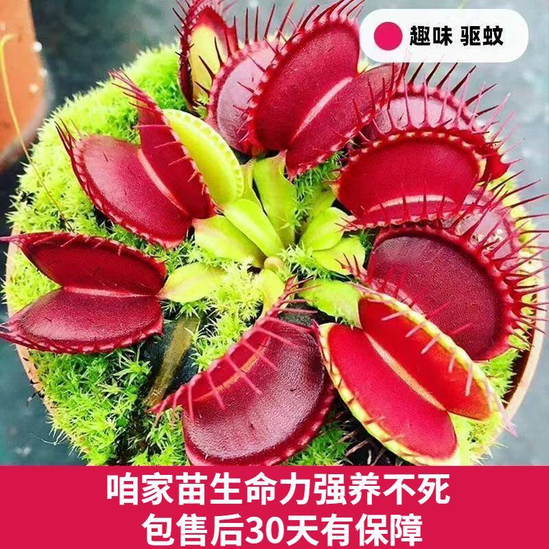 捕蝇草盆栽桌面室内食虫多头植物