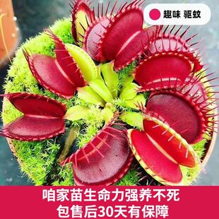 捕蝇草盆栽桌面室内食虫多头植物驱蚊扑蝇食虫草大苗绿植物食成品