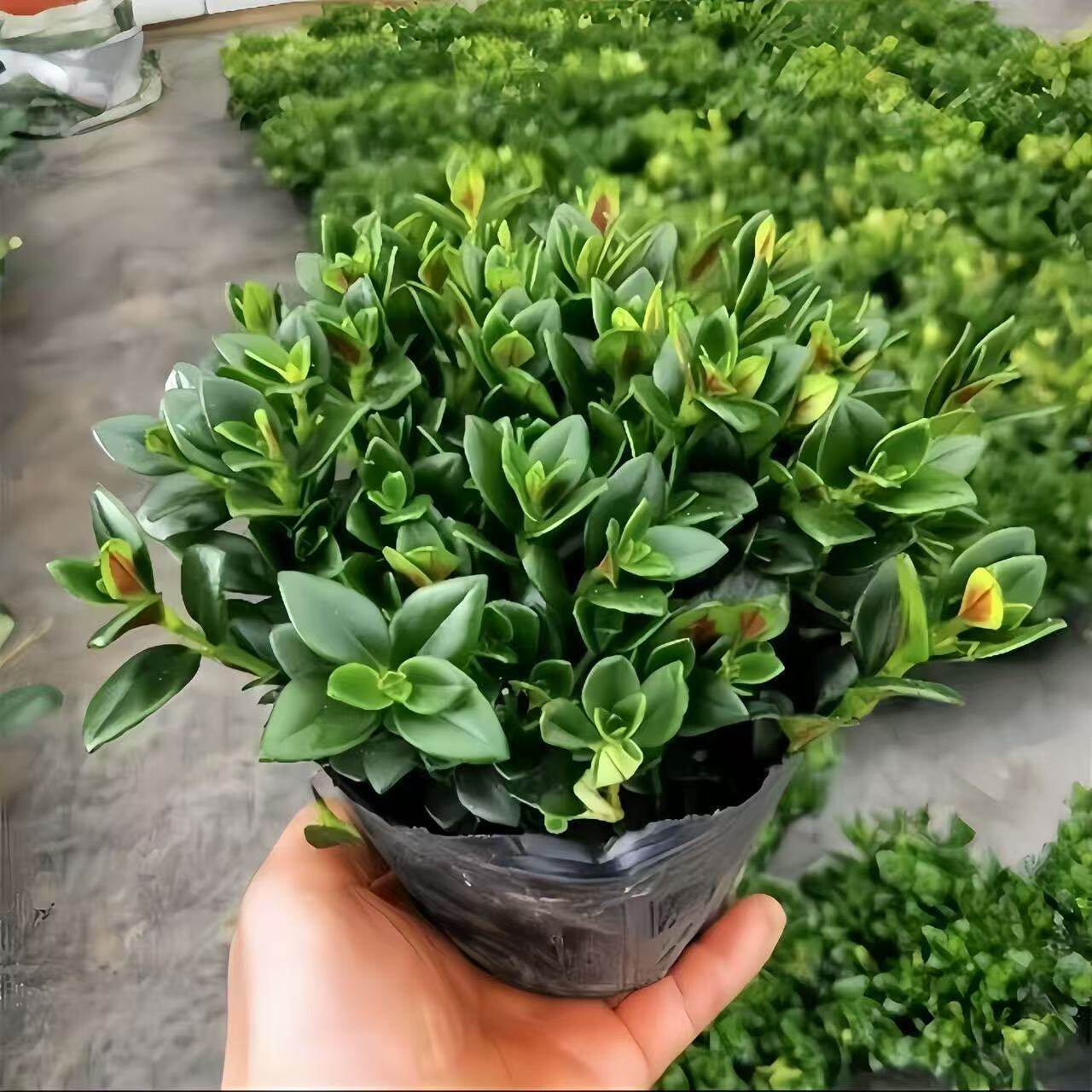金鱼吊兰盆栽花卉绿植物四季常青
