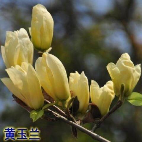 紫玉兰红玉兰树苗南北方庭院地栽