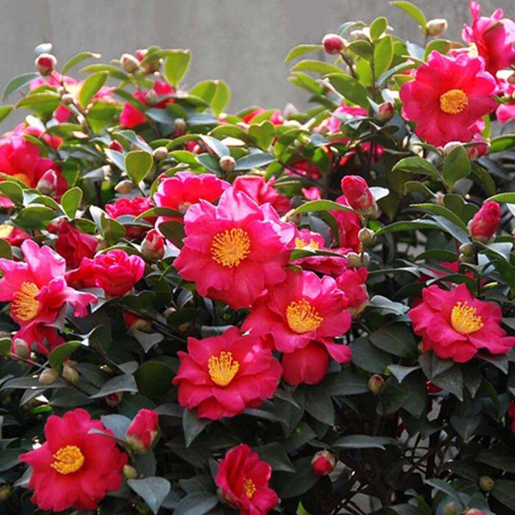 茶梅花苗庭院阳台室内外耐寒盆栽老桩四季花卉香茶花盆栽好养盆景
