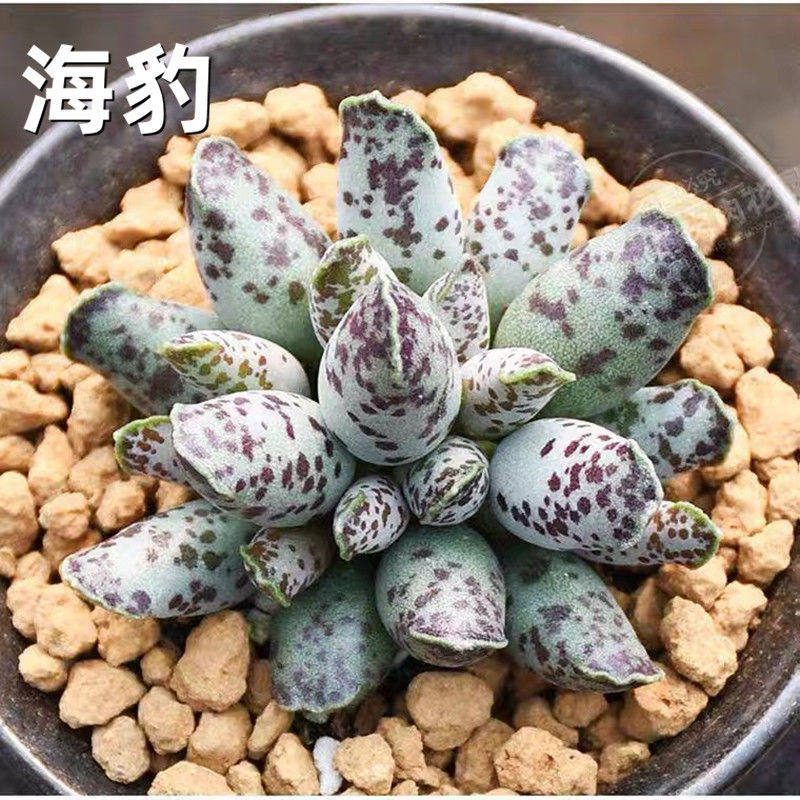 海豹多肉可爱植物水泡系