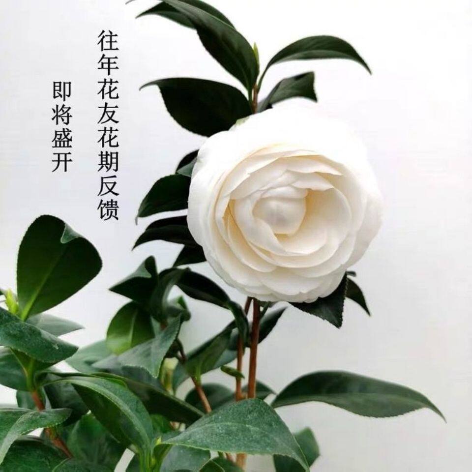 名贵洁白东方亮茶花绿植