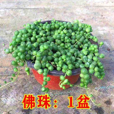 佛珠吊兰盆栽紫玄月吊兰