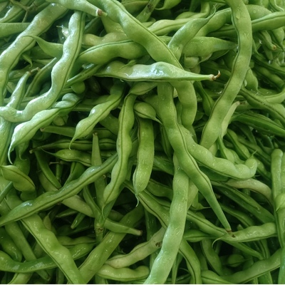 云南新鲜四季豆现摘豆角应季蔬菜鲜嫩芸豆扁豆青豆角露天原生态5