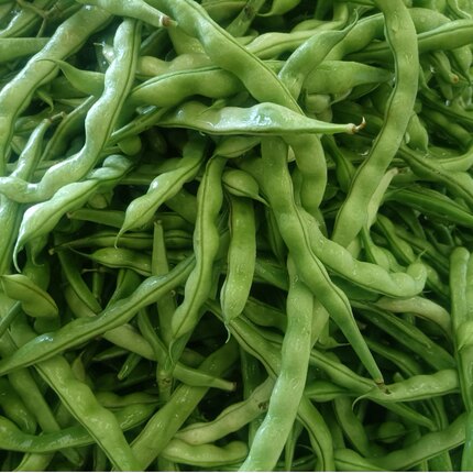 云南新鲜四季豆现摘豆角应季蔬菜鲜嫩芸豆扁豆青豆角露天原生态5