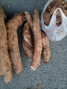 2025年新鲜现挖云南特产新鲜葛根野生老葛根柴葛根养生去三高