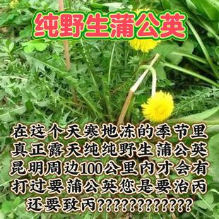 新鲜蒲公英野生现挖山野菜花嫩叶草东北蘸酱菜纯菜苦菜婆婆丁全根