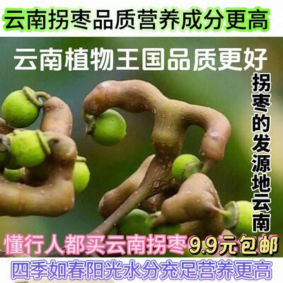 2026年新万寿果拐枣泡酒药材新鲜拐枣冬枣鸡爪梨晒干枳椇子大枣