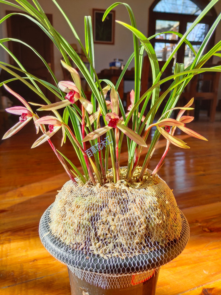 云南兰花铭品滇红素浓香型老种春兰盆栽桌面绿植客厅办公室内花卉