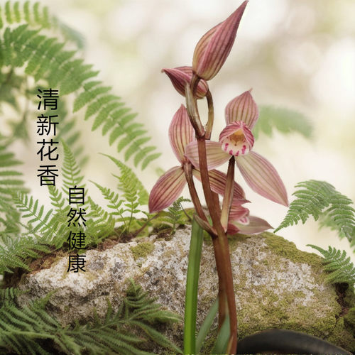 兰花名贵花卉鲜花室内绿植盆栽