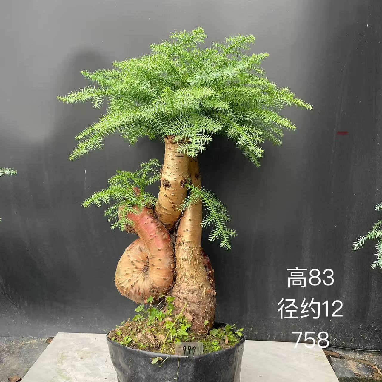 澳洲杉不老松盆景一物一拍 精品桌面绿植