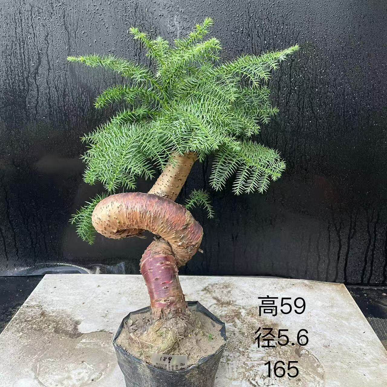 发顺丰澳洲杉盆景 不老松造型提根盆栽澳大利亚杉 欧洲杉客厅