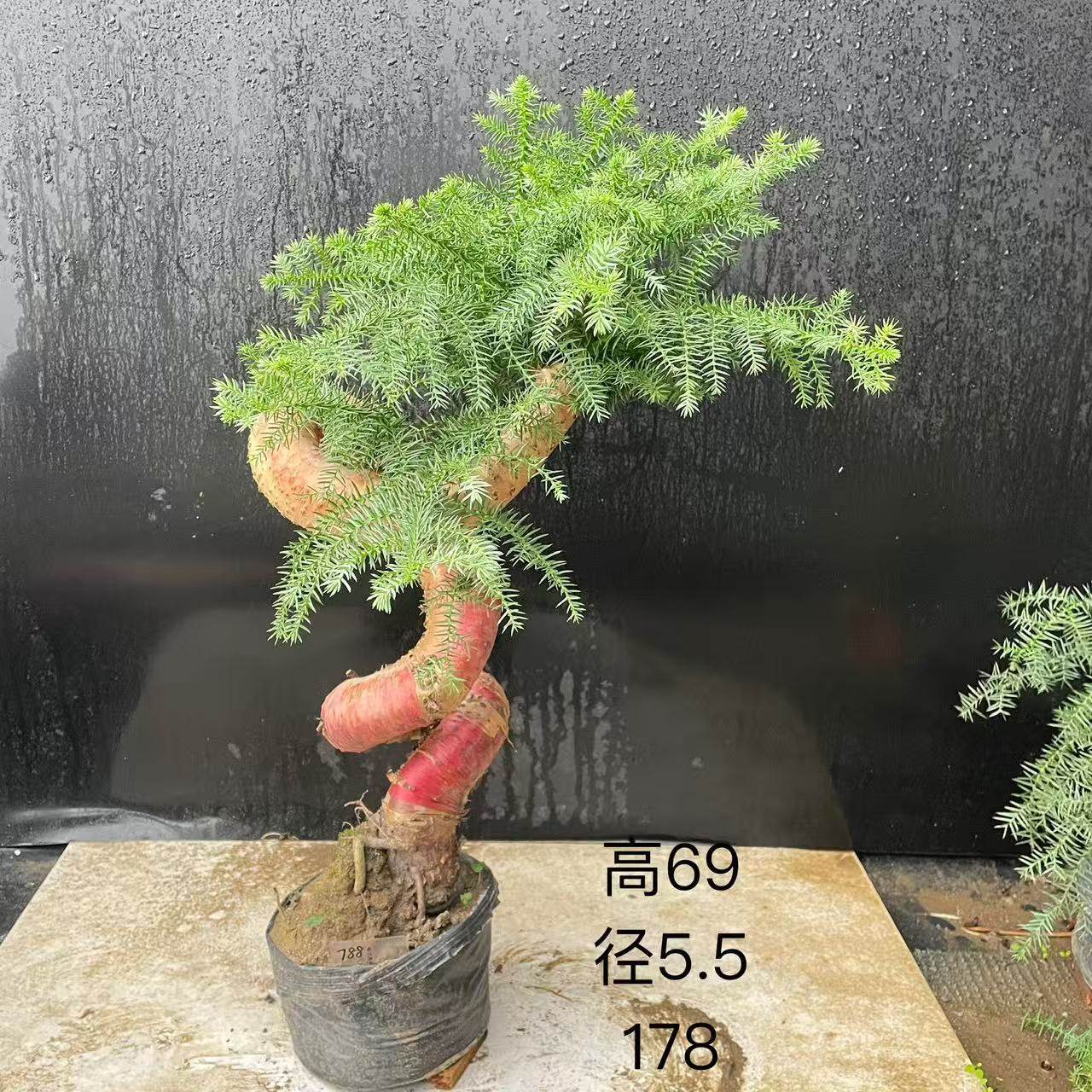 造型澳洲杉盆景不老松天然小叶