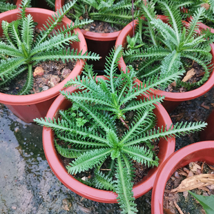 云南蓍草种苗盆栽 千叶蓍草 千叶草 一枝蒿 蜈蚣蒿锯草飞天蜈蚣草